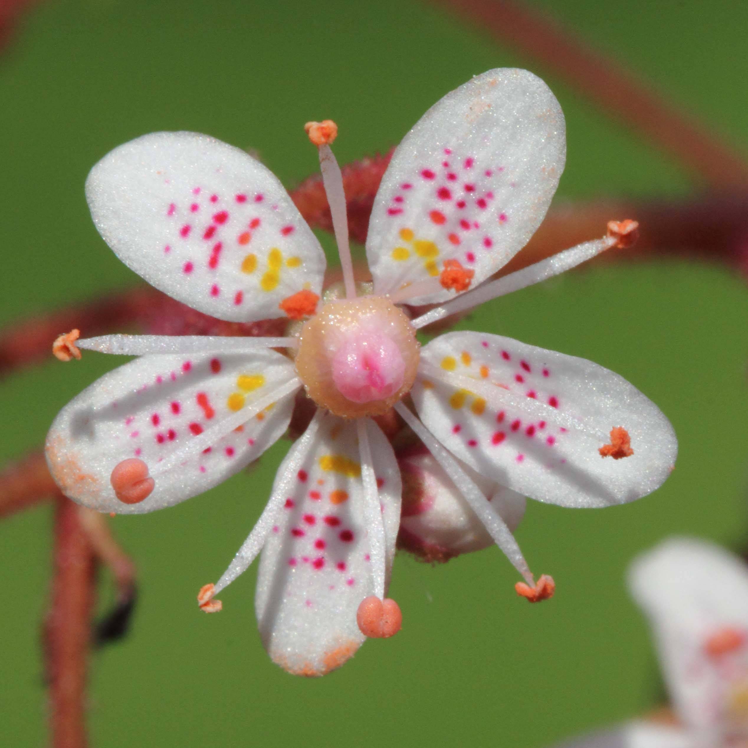 Promesse de Fleurs - Saxifraga x urbium - Désespoir du peintre Godet de 8/9 cm