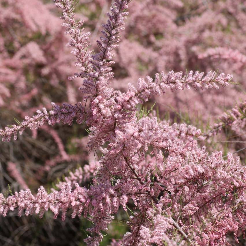 Tamarix parviflora - Tamaris de printemps Pot de 3L/4L