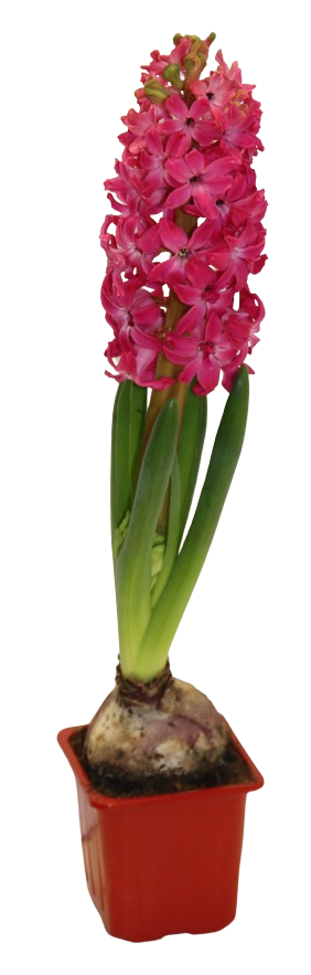 Jacinthe rouge godet 7 cm - Image 3