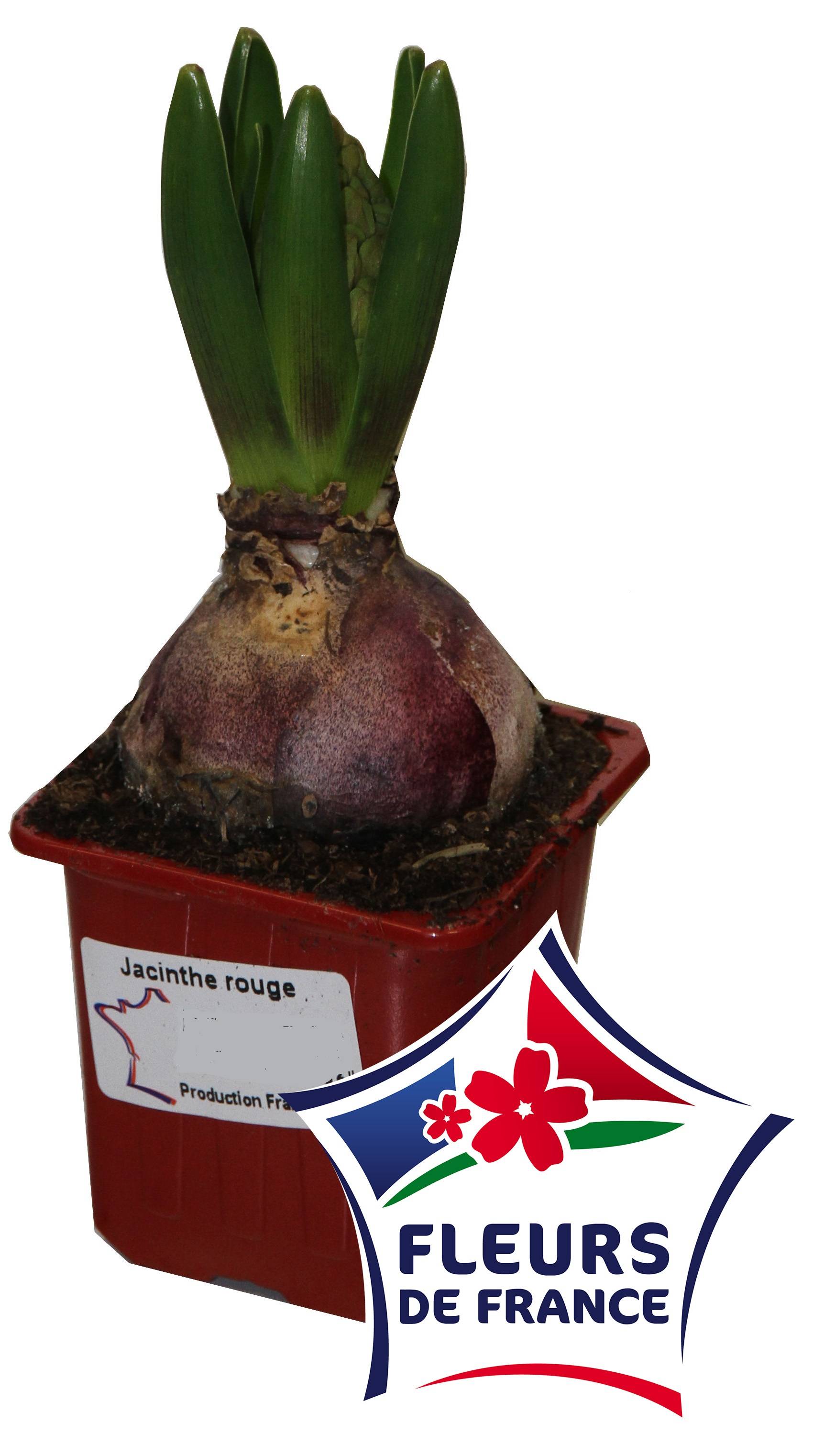 Jacinthe rouge godet 7 cm - Image 1