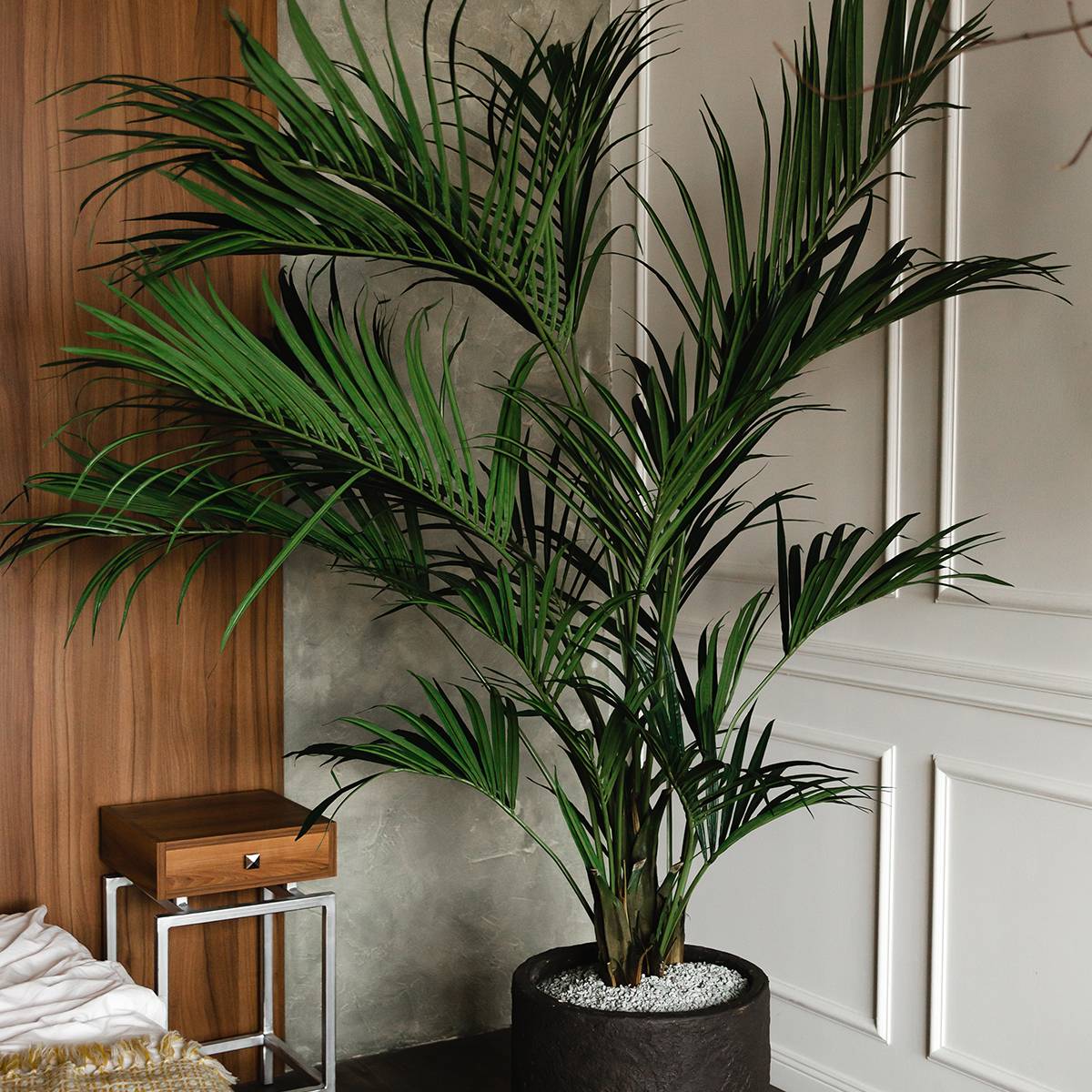 Chrysalidocarpus lutescens - Aréca des fleuristes Mini-plante