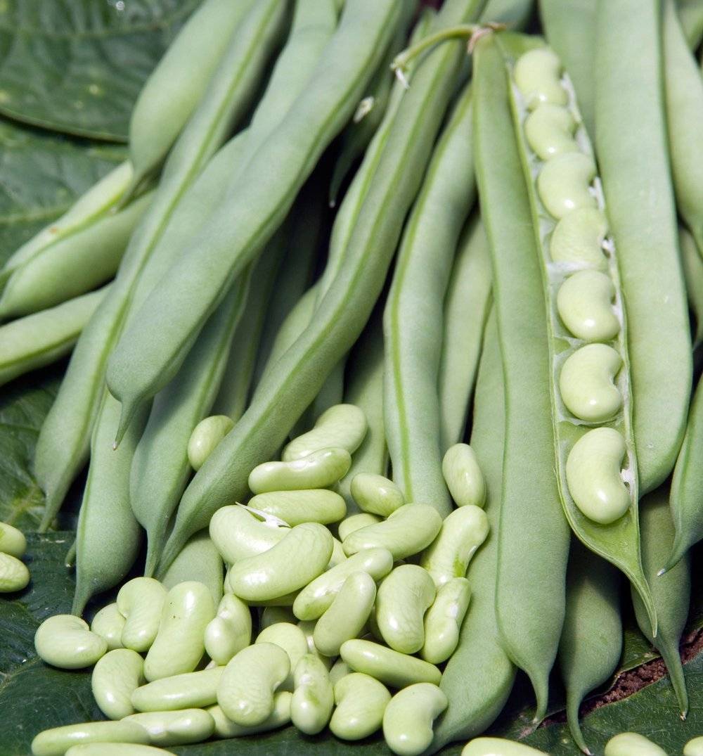 Haricots nain à écosser flageolet Flajoly Graines le sachet de 250 graines environ (90g)