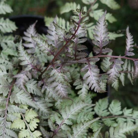 Promesse de Fleurs - Athyrium niponicum Pictum - Fougère japonaise Godet de 8/9 cm