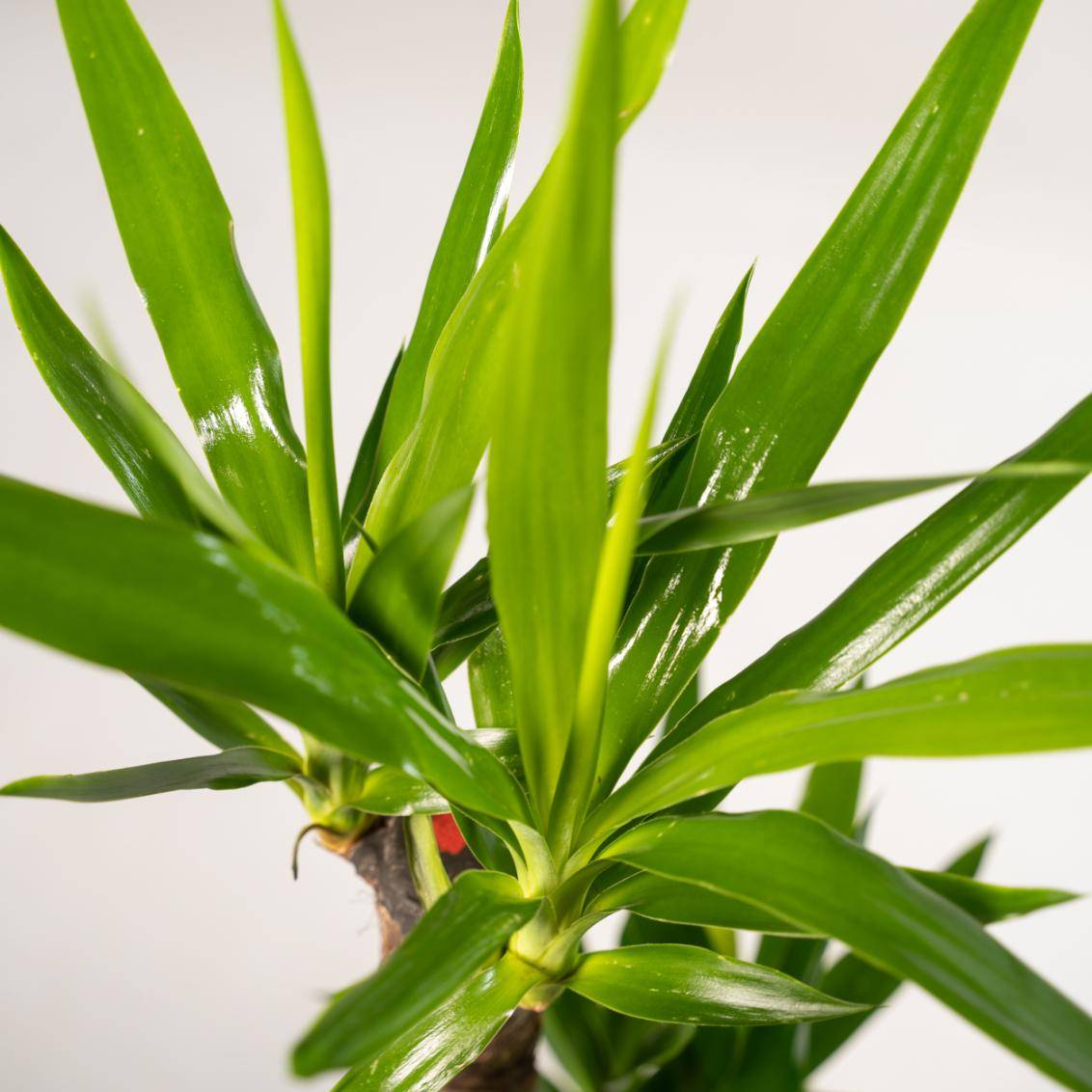 La Green Touch - Yucca XL et son cache h100cm 100cm - Plante d'intérieur- La Green Touch - Imagen 5