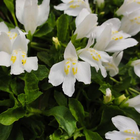 Mazus reptans Albus - Mazus rampant Godet de 8/9 cm