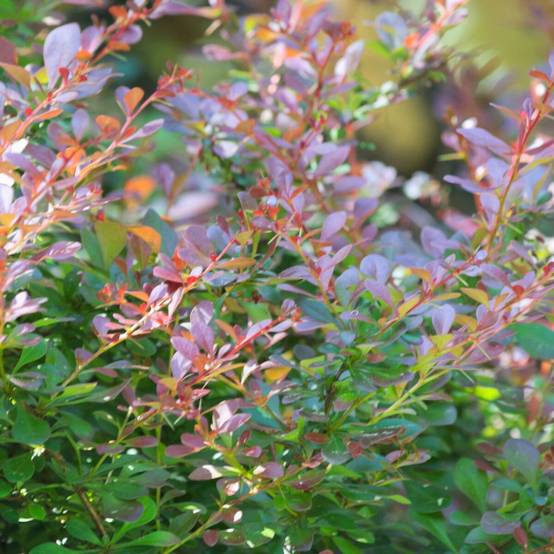 Epine-vinette naine pourpre, Berberis atropurpurea Nana à fleurs Orange - feuillage Caduc - Pot de 3L - 20/40 cm- hauteur à maturité De 0,50 m à 1,00 - Image 5