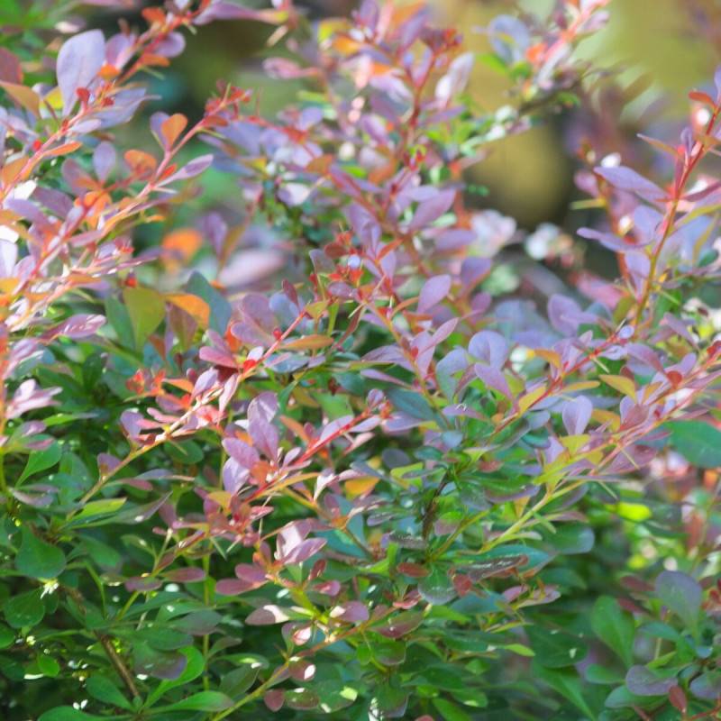 Epine-vinette naine pourpre, Berberis atropurpurea Nana à fleurs Orange - feuillage Caduc - Pot de 3L - 20/40 cm-  hauteur à maturité De 0,50 m à 1,00 - Image 5