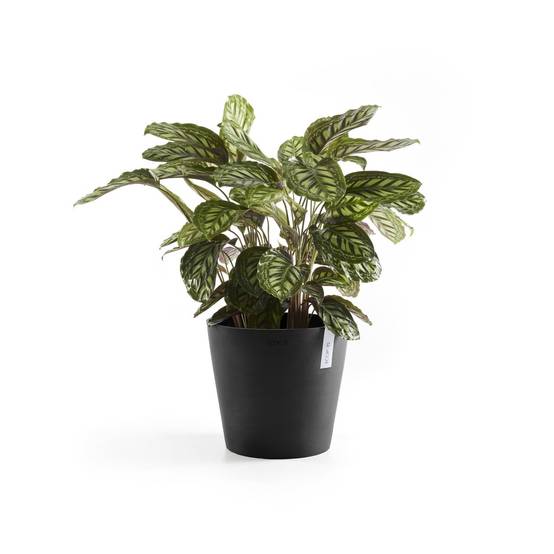 Ecopots - Pot Rond Amsterdam 25 Gris Foncé - Ø 25,4 x H. 24,5 cm - 9,7 L ECOPOTS - Imagen 4