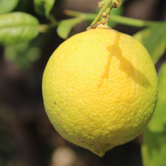 Promesse de Fleurs - Citronnier - Citrus limon Cerza Pot de 4L/5L, 1/4 de tige