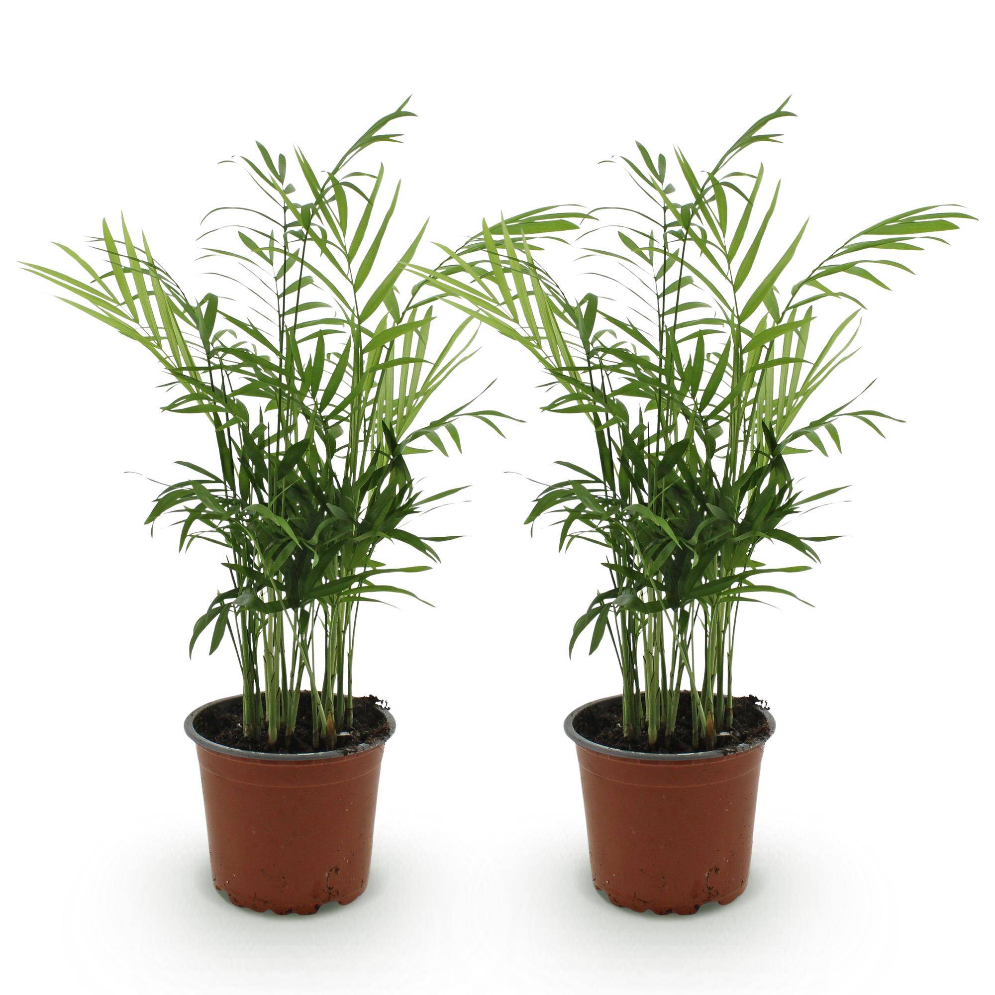 Chamaedorea elegans - Palm d'or - Lot de 2 Plantes - Pot de 12cm - Hauteur 35-40cm - Plantes d'intérieur - Image 2