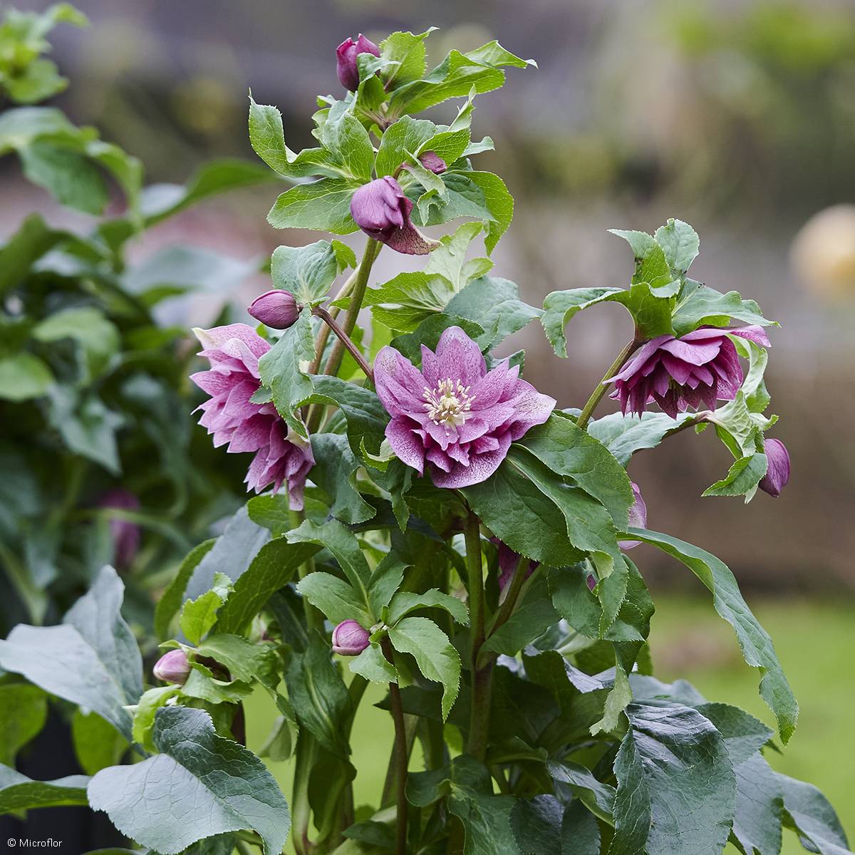 Promesse de Fleurs - Hellébore orientale ViV Ariana Pot de 2L/3L