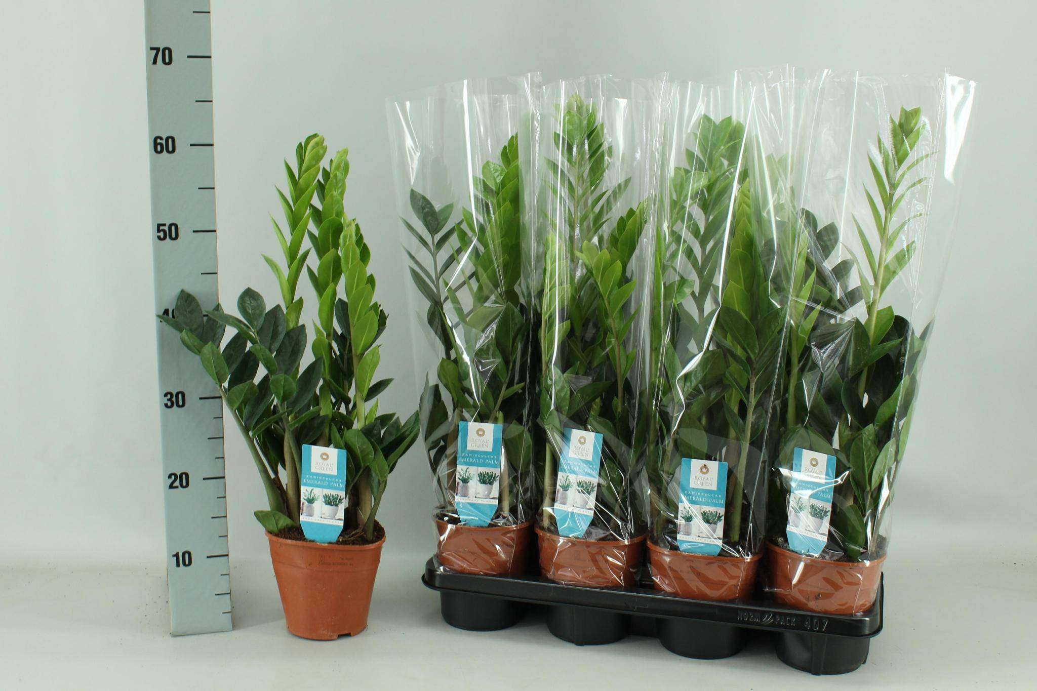 La Green Touch - Zamioculcas 14cm - D14 H65cm