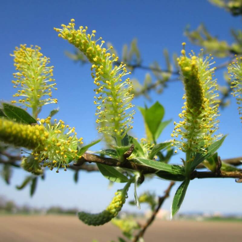 Saule blanc (Salix alba) - Godet - Taille 30/50cm - Pépinières Naudet - Image 3