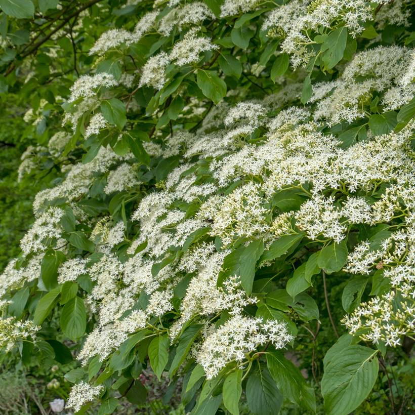 Cornus controversa Pagoda - Cornouiller des Pagodes Pot de 4L/5L - Imagen 1