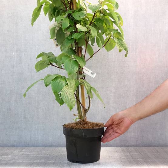Cornus controversa Pagoda - Cornouiller des Pagodes Pot de 4L/5L - Image 2