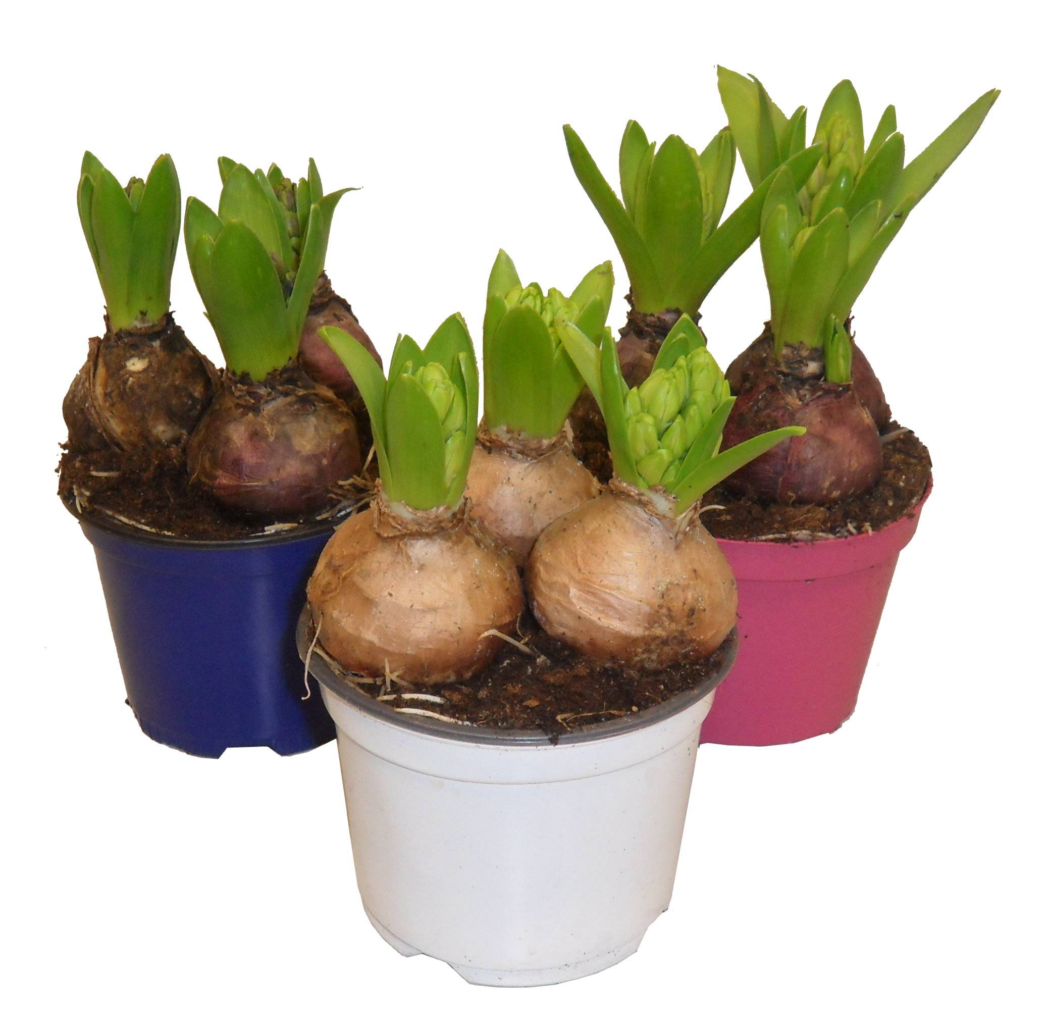 Horti-Flandre - Lot de 3 Jacinthes pot 12 cm : une bleue, une rose et une blanche