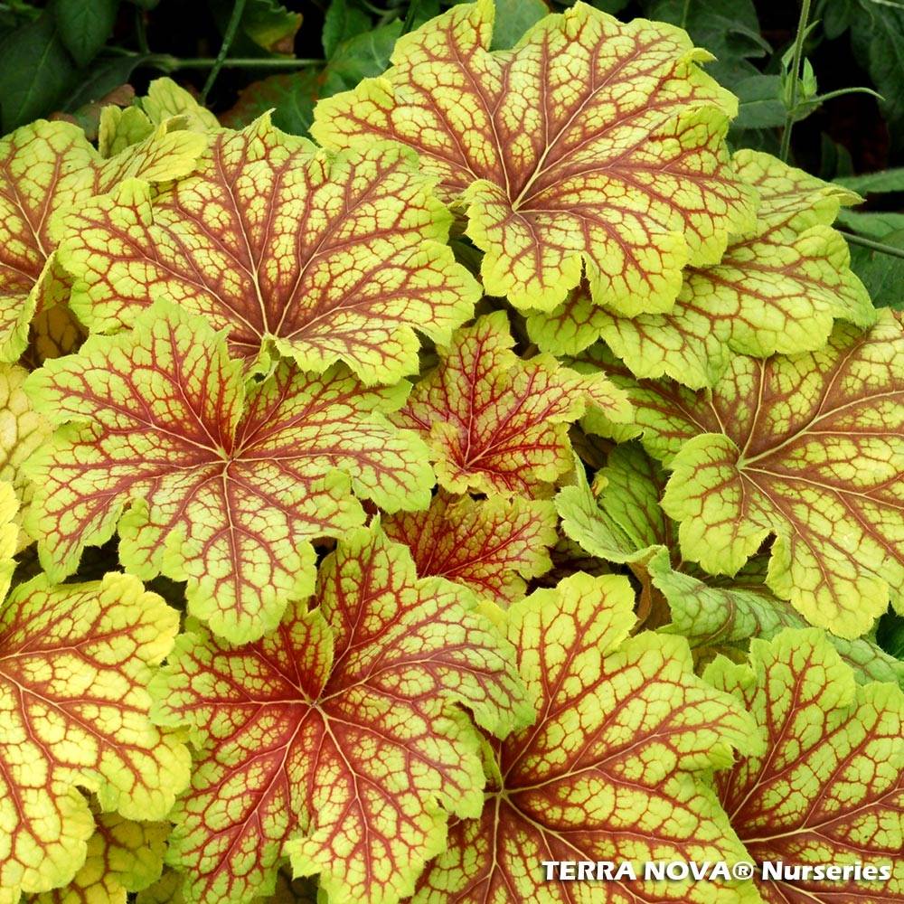 Promesse de Fleurs - Heuchère - Heuchera Red Lightning  Godet de 8/9 cm