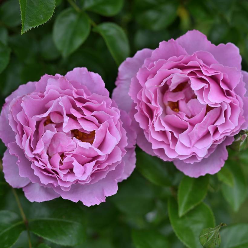 Promesse de Fleurs - Rosier à grandes fleurs Alexandra David Neel Pot de 4L/5L