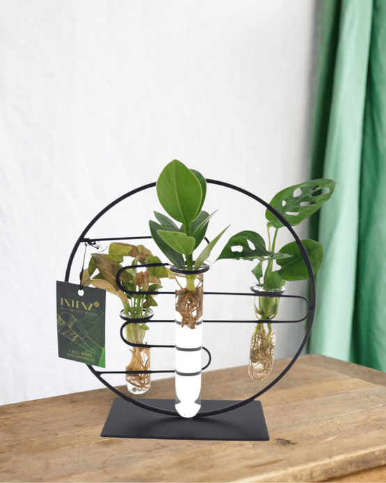 La Green Touch - Trio de Boutures en Hydroculture Sur Socle Design - D12 H25cm - Image 1