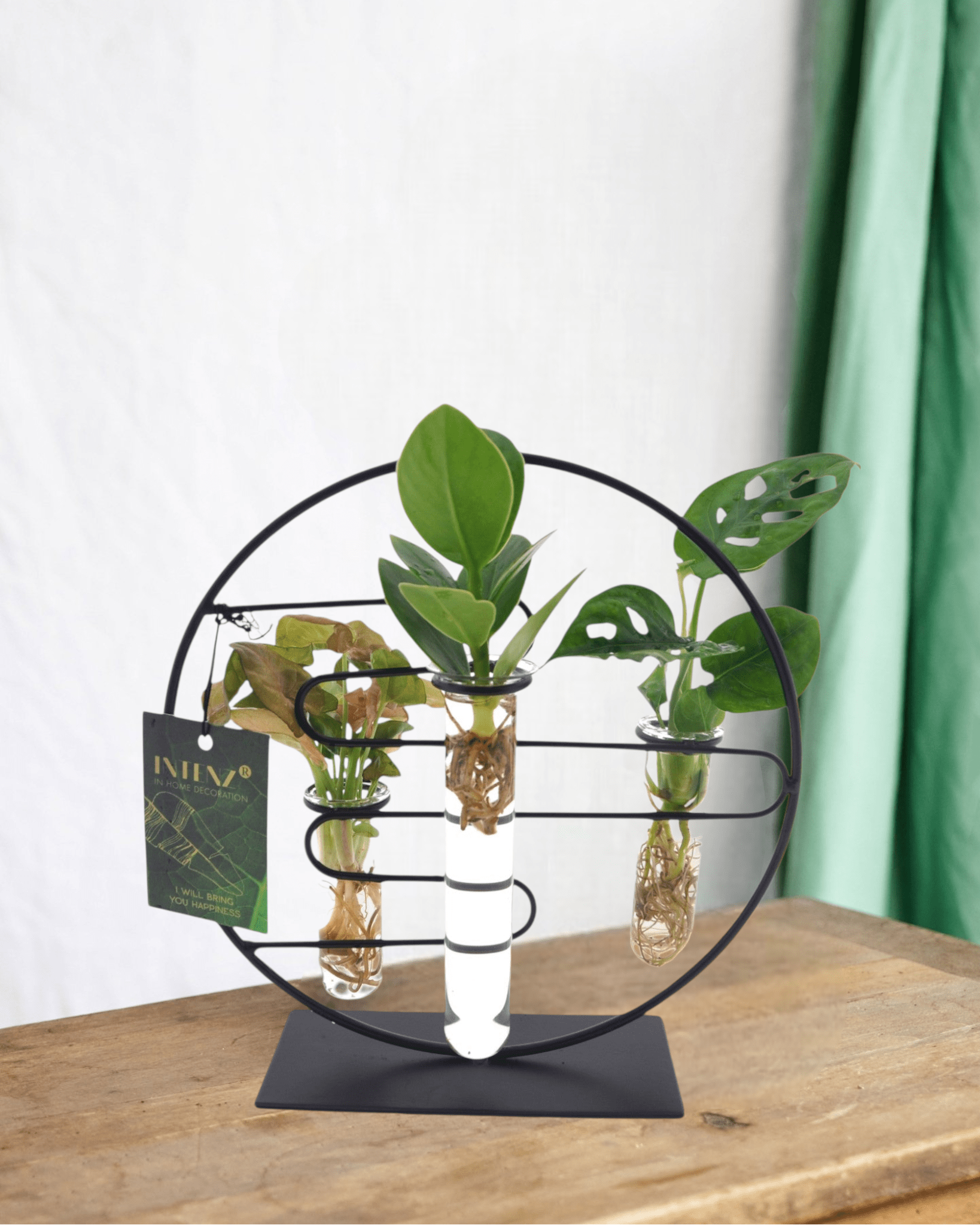 La Green Touch - Trio de Boutures en Hydroculture Sur Socle Design - D12 H25cm - Image 1