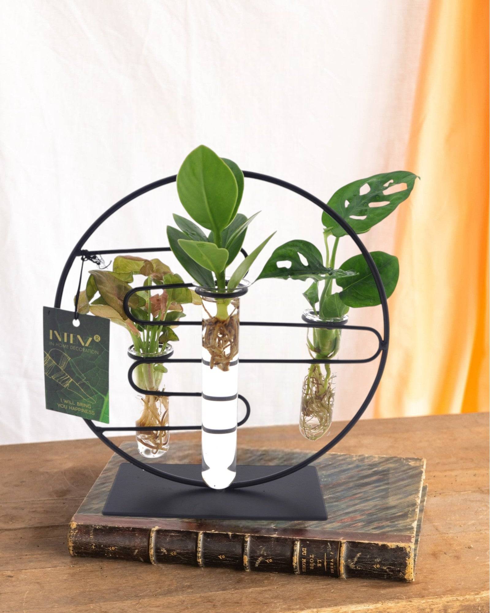 La Green Touch - Trio de Boutures en Hydroculture Sur Socle Design - D12 H25cm - Image 2