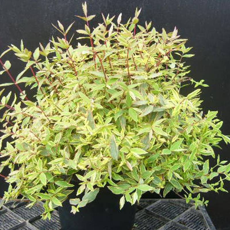 Millepertuis Tricolor à fleurs Jaune - feuillage Persistant - Pot de 7,5L - 40/60 cm- hauteur à maturité De 0,50 m à 1,00 m - Image 6