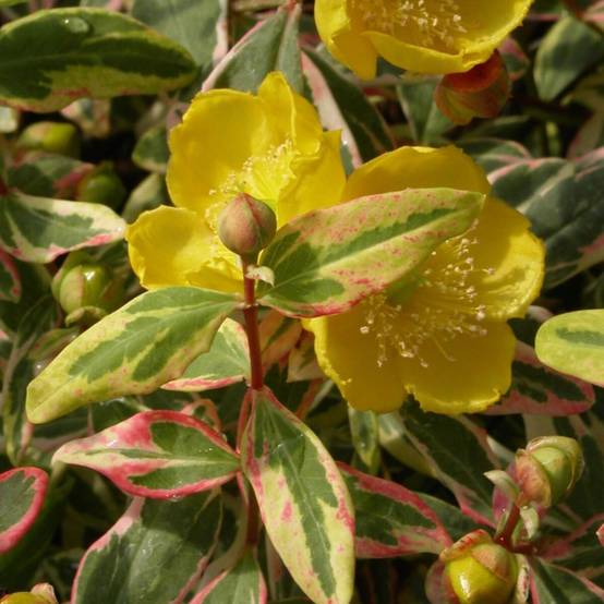 Millepertuis Tricolor à fleurs Jaune - feuillage Persistant - Pot de 7,5L - 40/60 cm- hauteur à maturité De 0,50 m à 1,00 m - Image 1