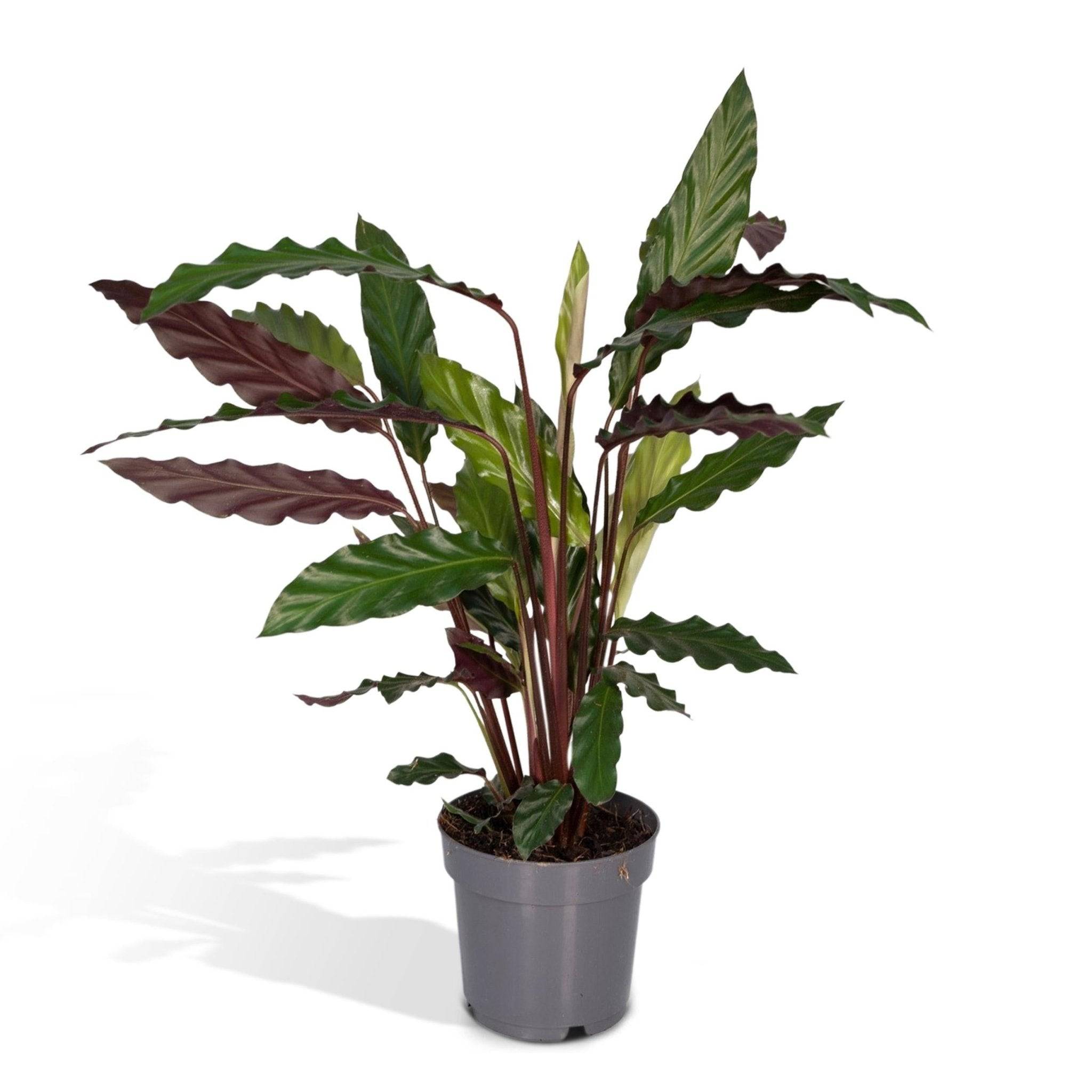 La Green Touch - Calathea rufibarba 45cm - Plante d'intérieur- La Green Touch - Imagen 1