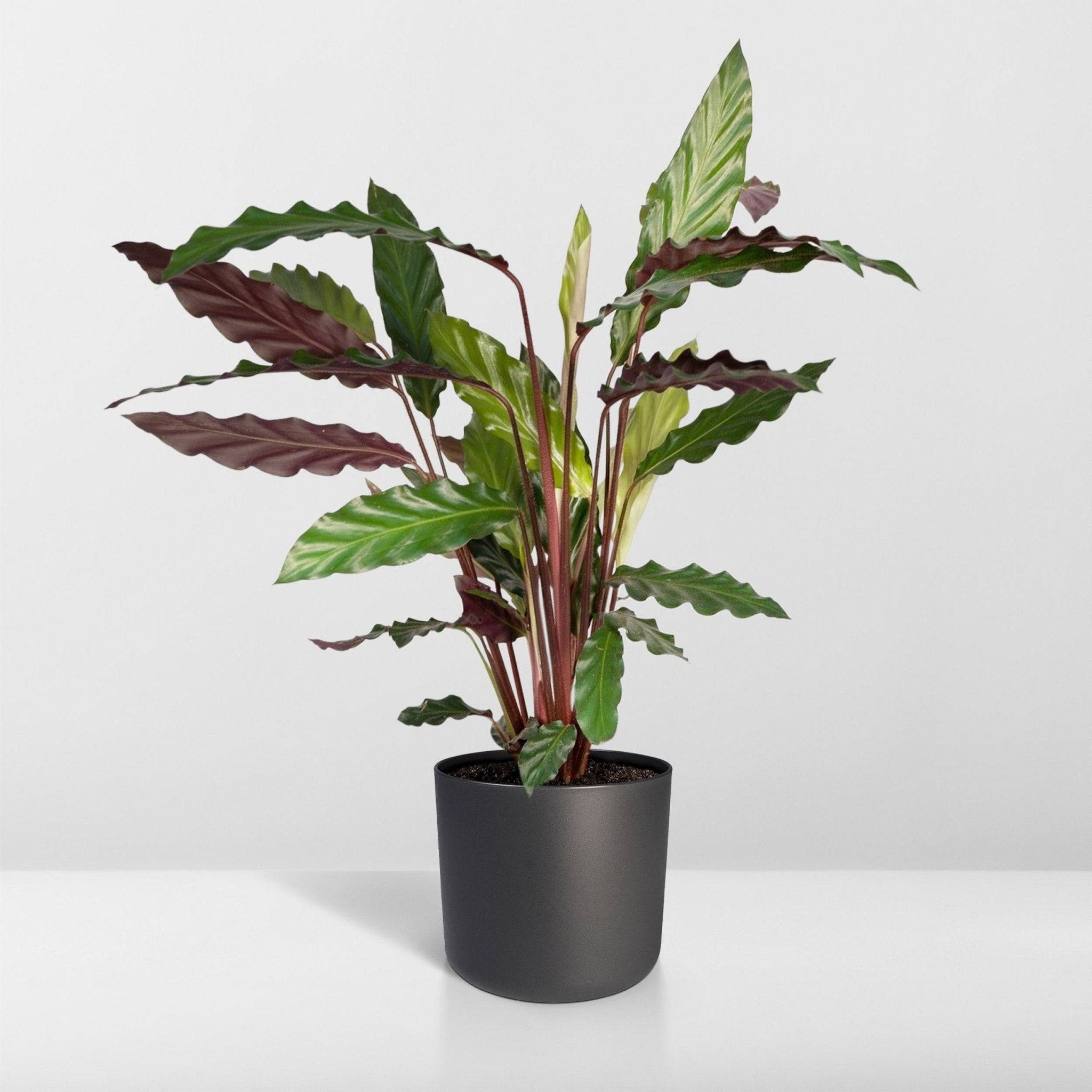 La Green Touch - Calathea rufibarba 45cm - Plante d'intérieur- La Green Touch - Imagen 9