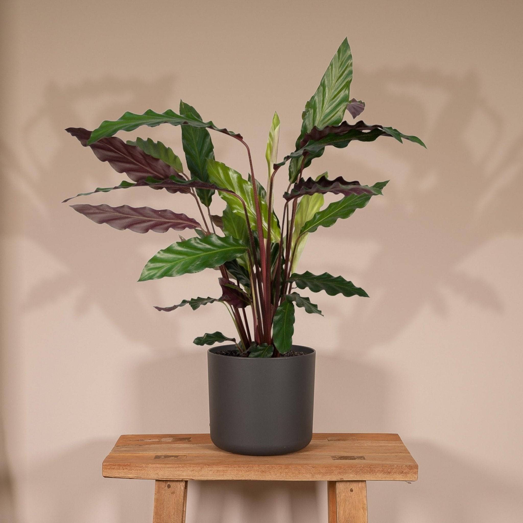 La Green Touch - Calathea rufibarba 45cm - Plante d'intérieur- La Green Touch - Imagen 4