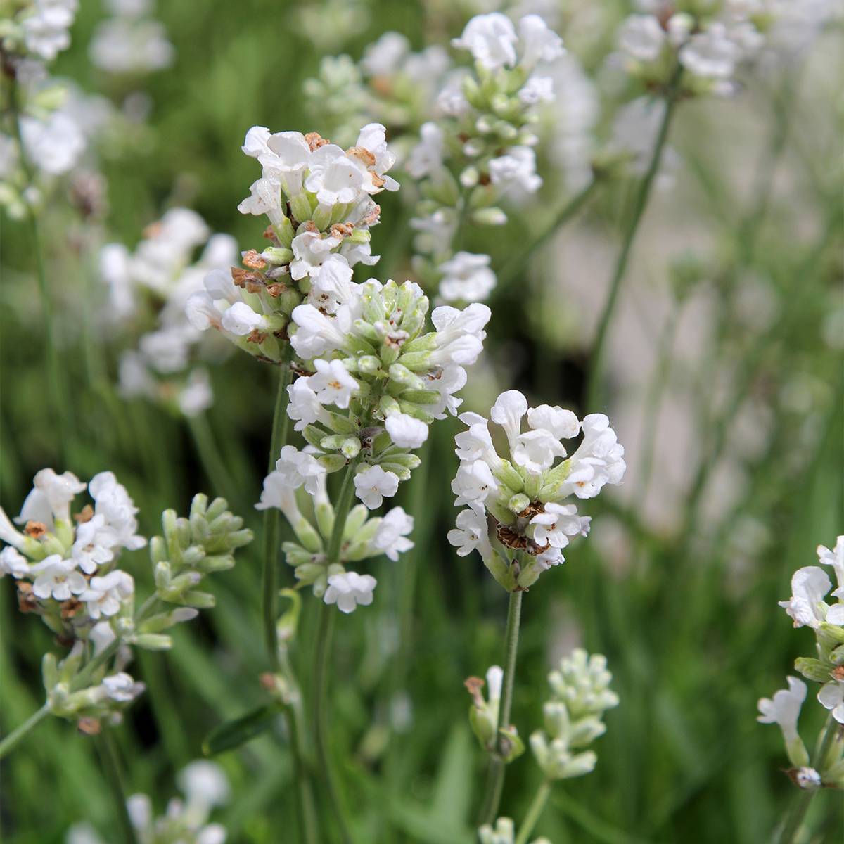 Promesse de Fleurs - Lavande vraie - Lavandula angustifolia Alba Godet de 7/8 cm