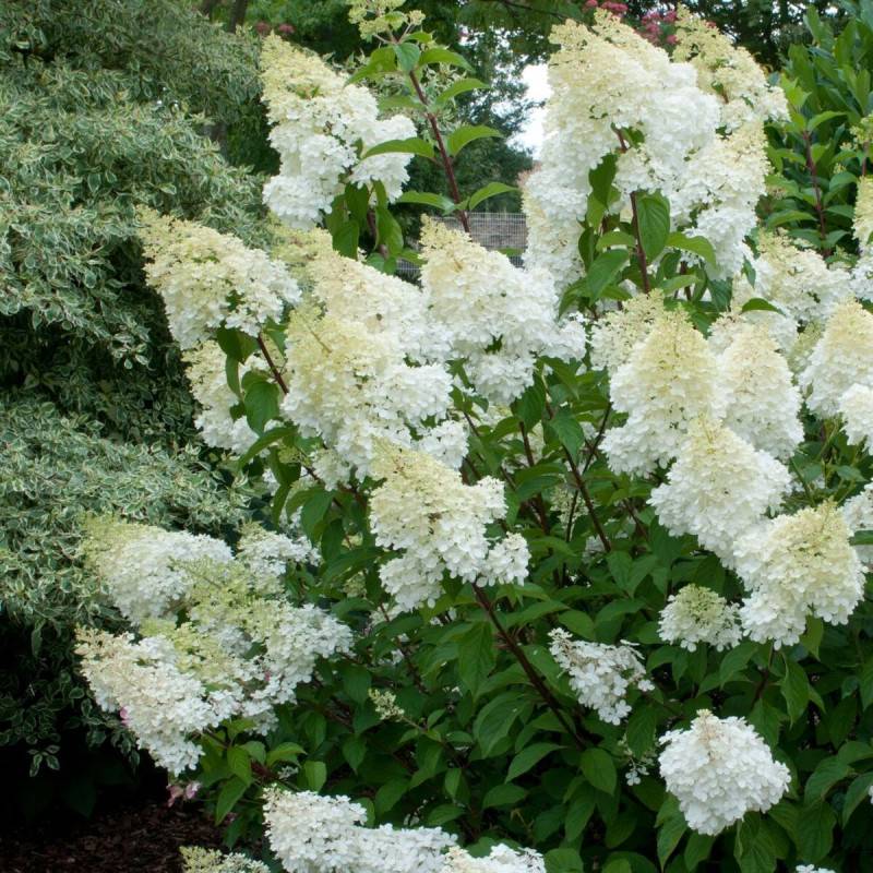 Hortensia paniculata Grandiflora, Hydrangea paniculata à fleurs Blanche - feuillage Caduc - Pot de 7,5L - 60/80 cm-  hauteur à maturité De 1,00 m à 1, - Imagen 1