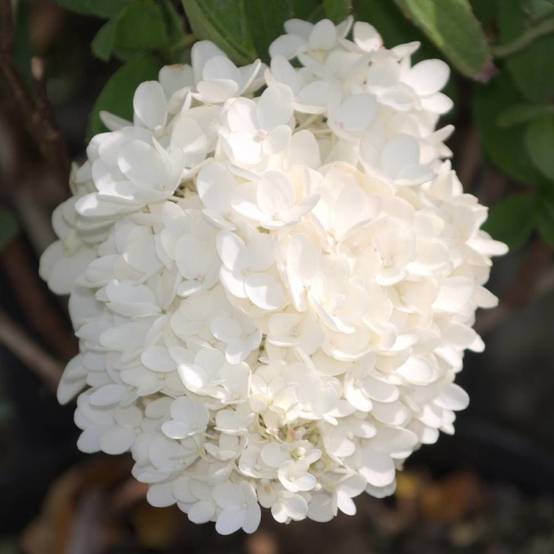 Hortensia paniculata Grandiflora, Hydrangea paniculata à fleurs Blanche - feuillage Caduc - Pot de 7,5L - 60/80 cm- hauteur à maturité De 1,00 m à 1, - Image 3