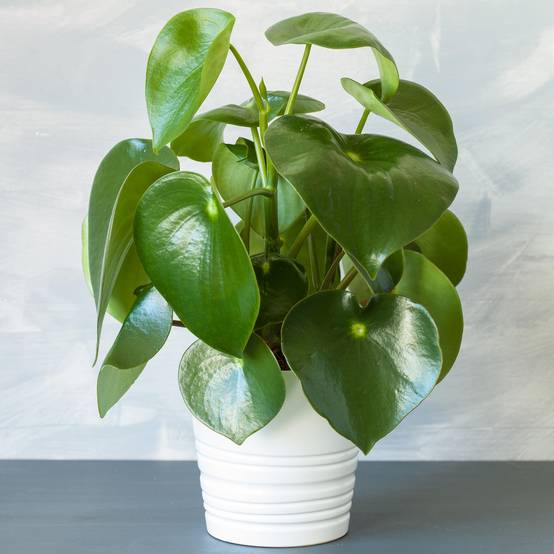 Gardenersdream - Peperomia Raindrop | 20-30 Cm Petite Plante D'Intérieur En Pot - GardenersDream - Image 1