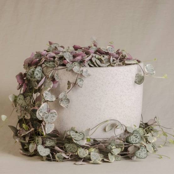 Plant In A Box - Chaîne des cœurs - Set de 2 - Ceropegia linearis Woodii - H20-30cm - ⌀14cm - Image 2