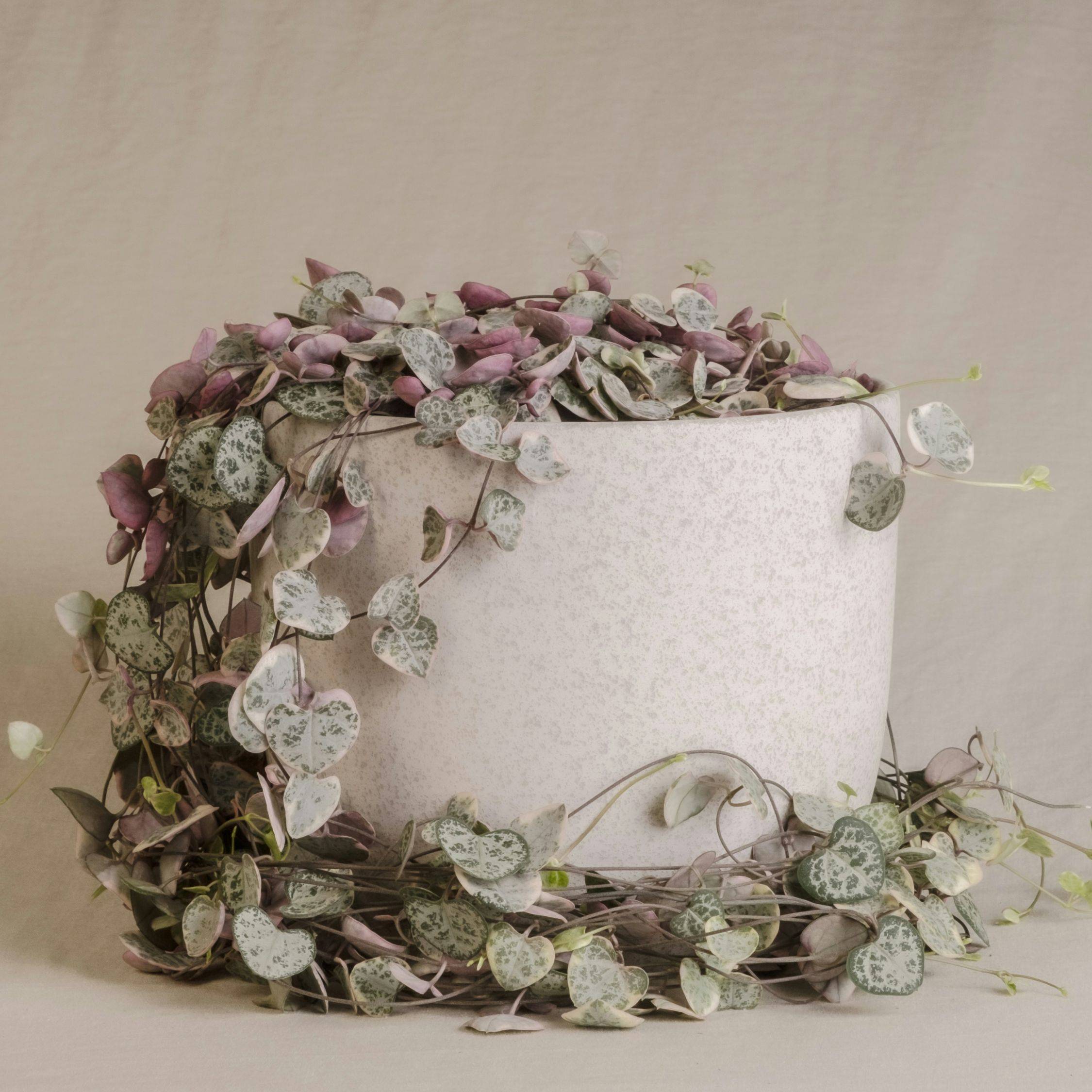 Plant In A Box - Chaîne des cœurs - Set de 2 - Ceropegia linearis Woodii - H20-30cm - ⌀14cm - Image 2
