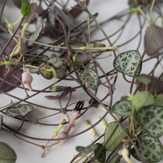 Plant In A Box - Chaîne des cœurs - Set de 2 - Ceropegia linearis Woodii - H20-30cm - ⌀14cm - Image 5