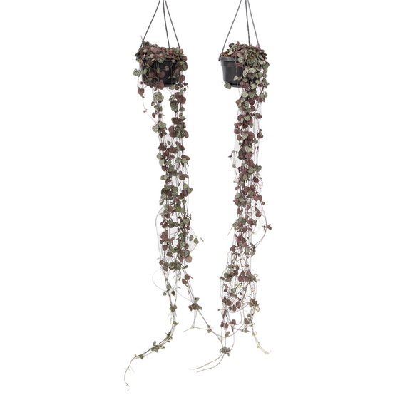 Plant In A Box - Chaîne des cœurs - Set de 2 - Ceropegia linearis Woodii - H20-30cm - ⌀14cm - Image 1