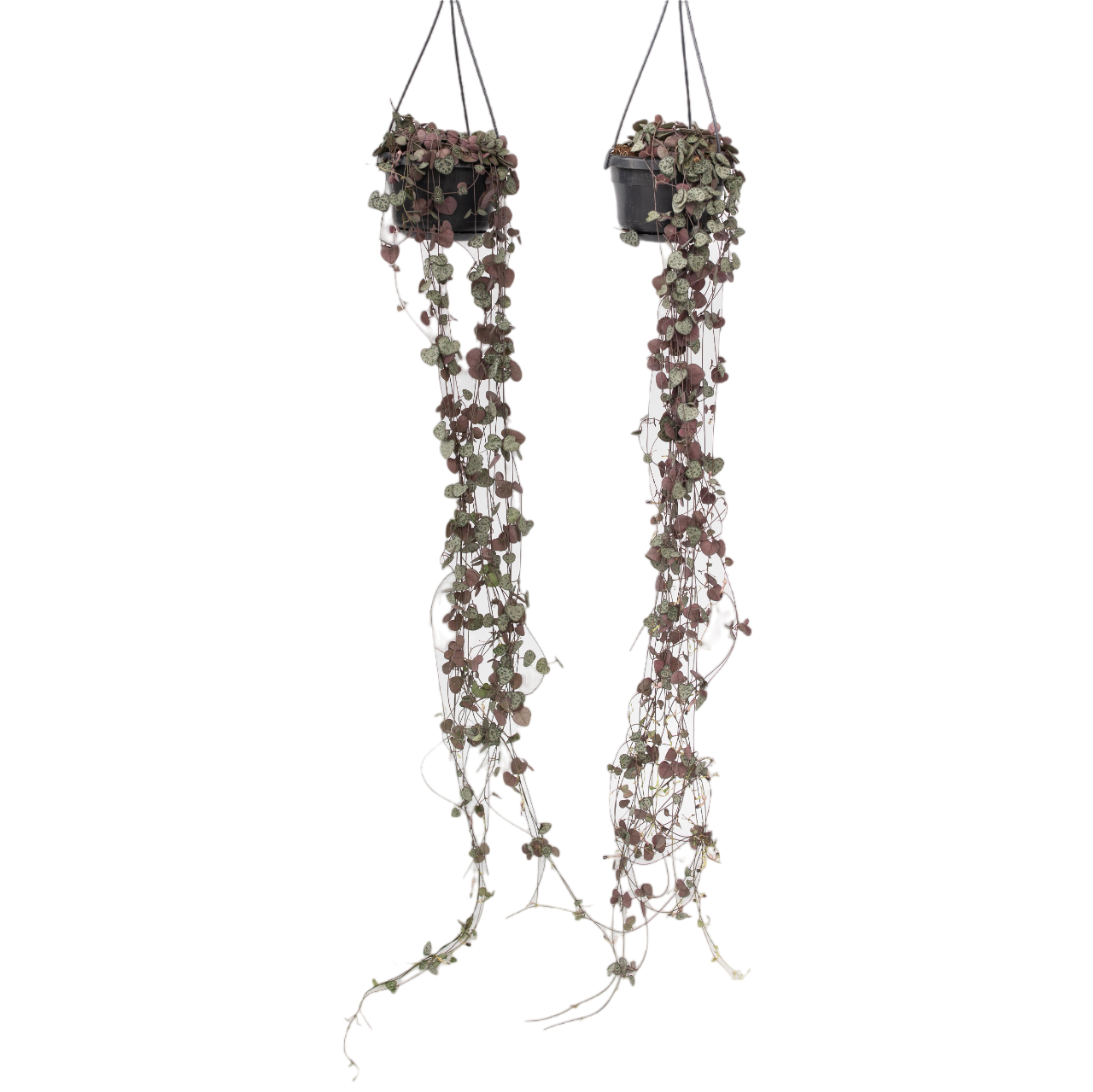 Plant In A Box - Chaîne des cœurs - Set de 2 - Ceropegia linearis Woodii - H20-30cm - ⌀14cm - Image 1