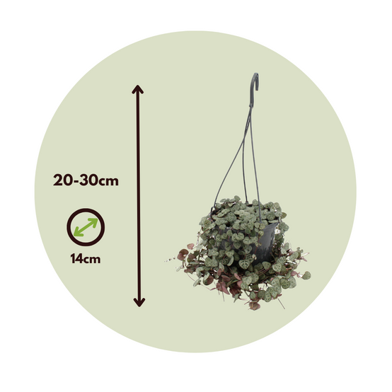 Plant In A Box - Chaîne des cœurs - Set de 2 - Ceropegia linearis Woodii - H20-30cm - ⌀14cm - Image 6
