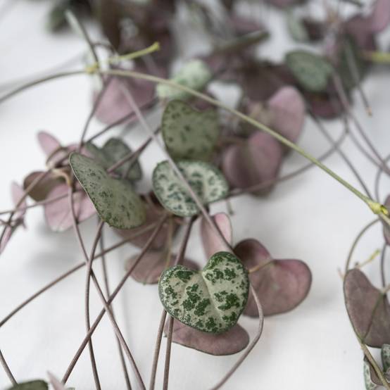 Plant In A Box - Chaîne des cœurs - Set de 2 - Ceropegia linearis Woodii - H20-30cm - ⌀14cm - Image 4