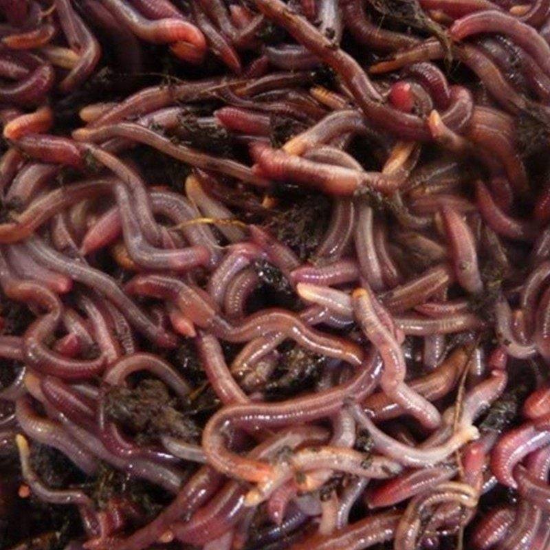Ferme Du Moutta - Vers de terreau vivants Eisenia pour la pêche, 100 g, environ 150 à 200 vers - Image 2