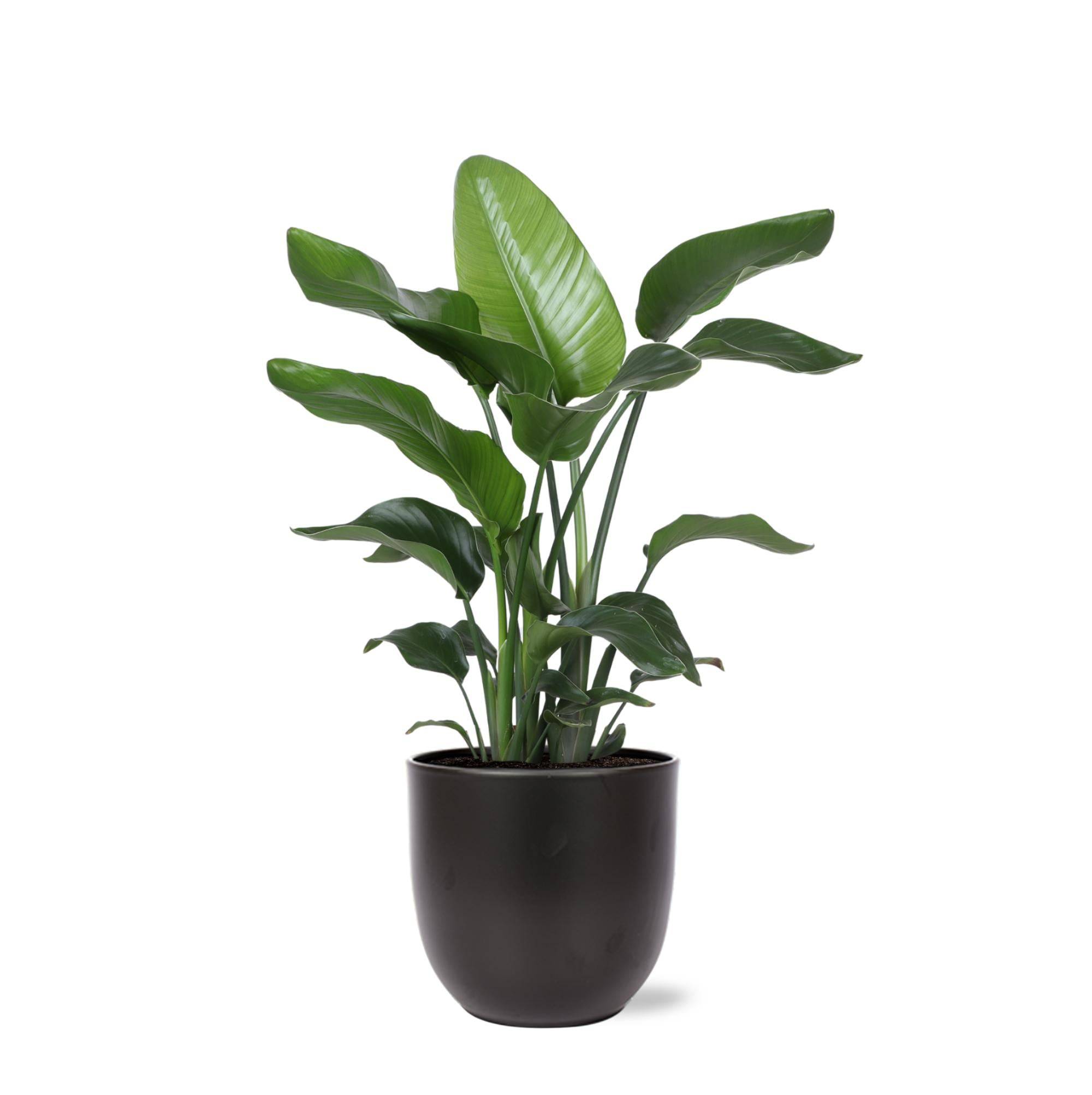 Strelitzia Nicolai et son pot- La Green Touch Noir - Hauteur 80cm