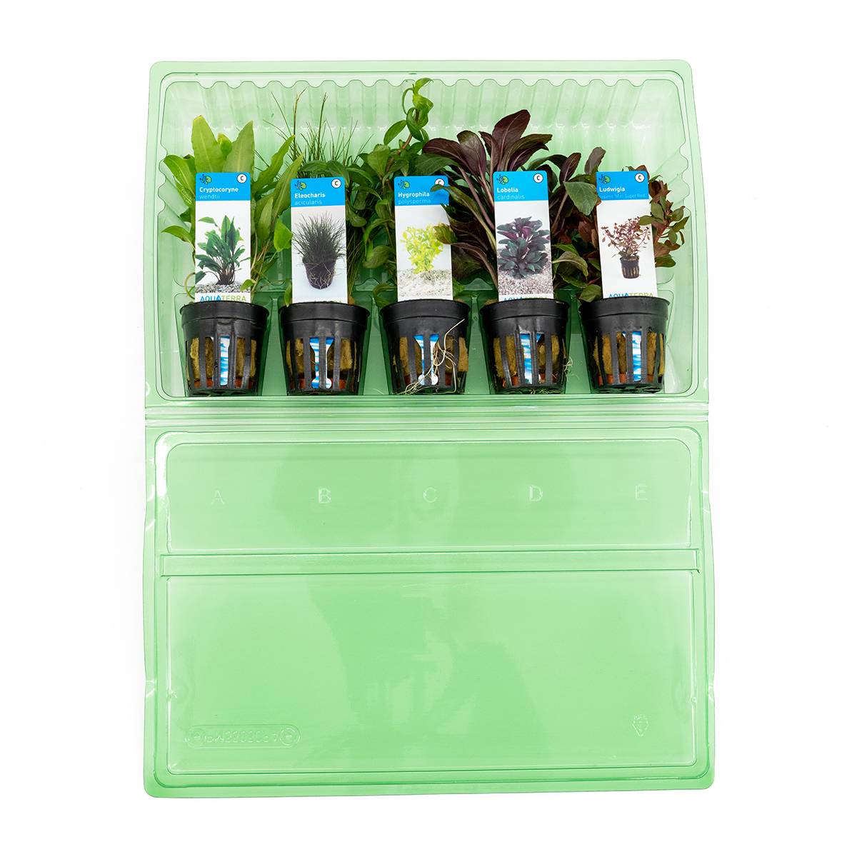 Set de 5 - Plantes d'aquarium véritables - Plantes aquatiques - Purifiantes - Oxygène - H. 15-20 cm - Image 3