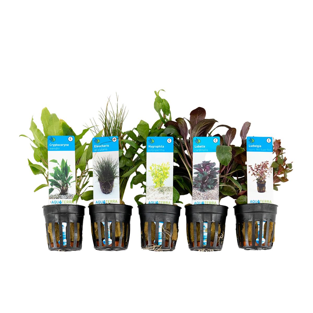Set de 5 - Plantes d'aquarium véritables - Plantes aquatiques - Purifiantes - Oxygène - H. 15-20 cm - Image 1