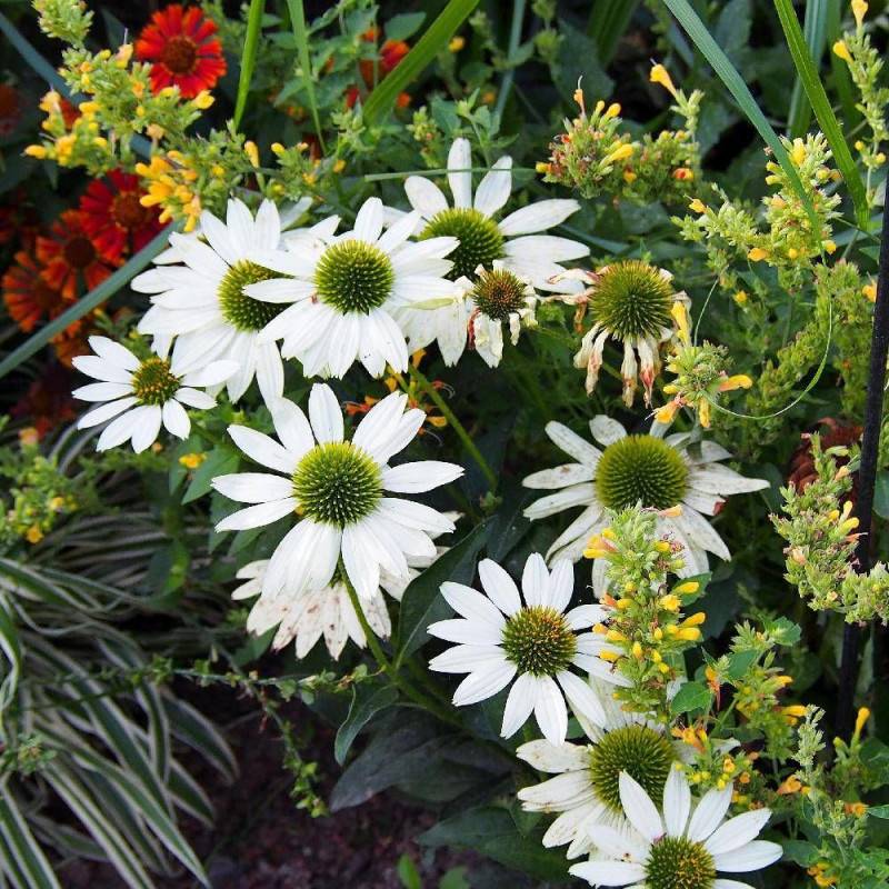 Échinacée Kismet White à fleurs Blanche/ - feuillage Caduc - Godet - 5/20 cm - Imagen 5