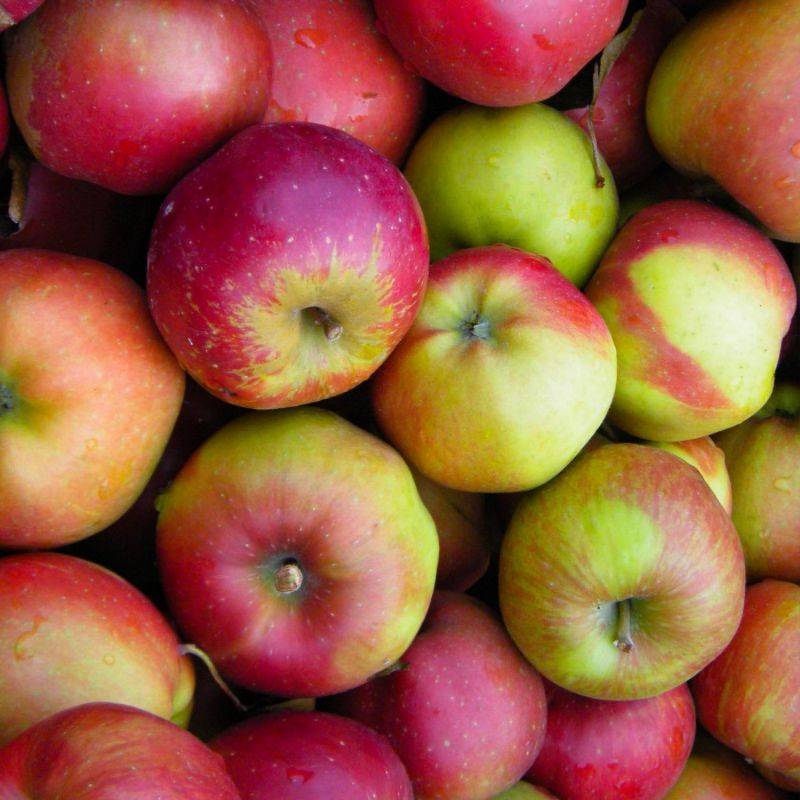 Pommier 'Melrose' (Malus domestica 'Melrose') - Scion de 100cm - Pépinières Naudet - Imagen 2