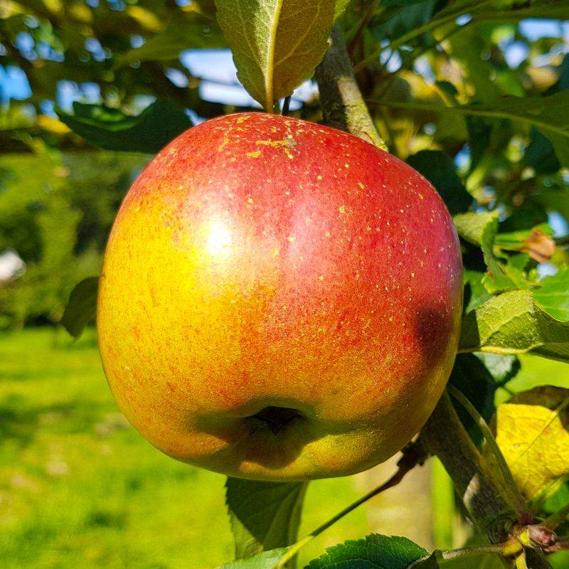 Pommier 'Melrose' (Malus domestica 'Melrose') - Scion de 100cm - Pépinières Naudet - Imagen 1