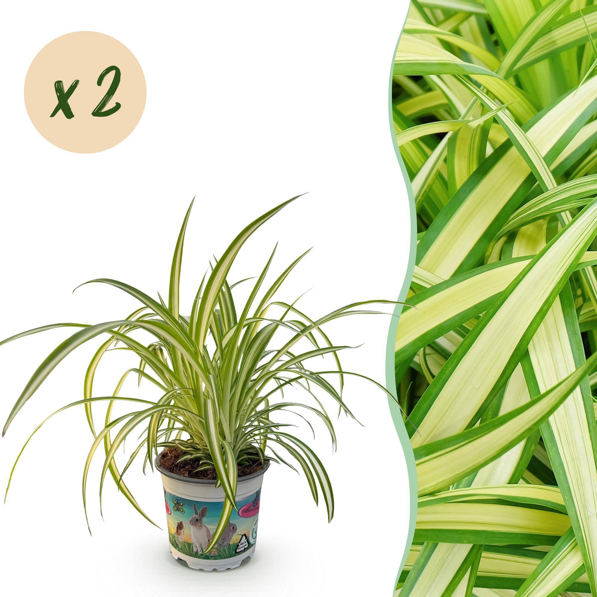 Chlorophytum comosum Variegatum - Pet-friendly - Plante araignée - Pot de 12cm - Hauteur 20-30cm - 2 plantes - Sans cache-pot - Plantes d'intérieur