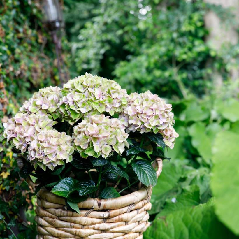 Hortensia - Hydrangea macrophylla Rembrandt Bella Pesche Pot de 12 cm / 13 cm